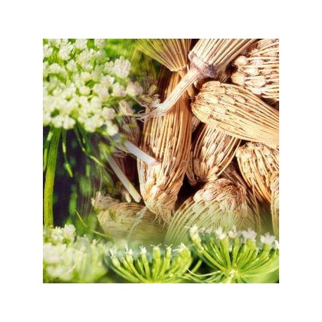 Khella, cure dent naturel