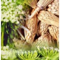 Khella, cure dent naturel